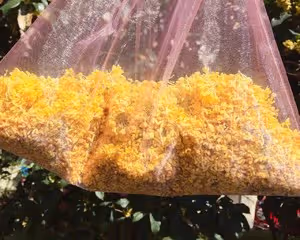 桂花蜜/糖桂花