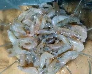 炸蝦餅