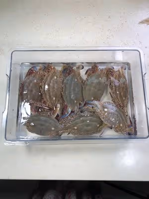 秋天的第一隻梭子蟹，你吃了嗎？