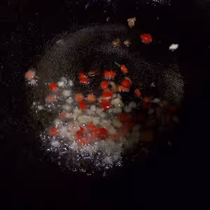 《風味人間》 之 椒鹽九肚魚（龍頭魚）by wqy
