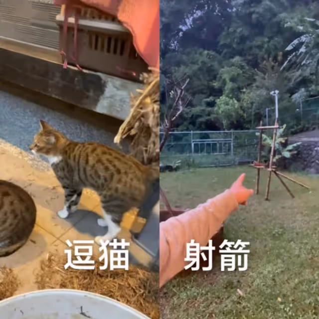 李立群停更2月罕曝近況!久居深山射箭逗貓,情緒低落稱不想退網