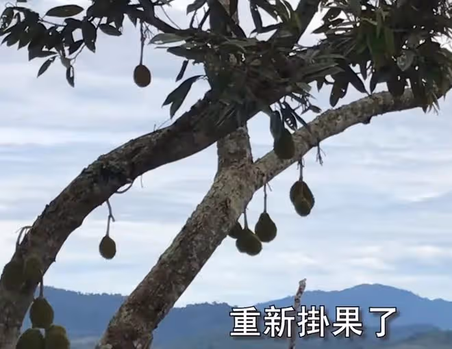 知名男星移居國外,正物色地方開農場,兒子在當地有80間燕窩屋