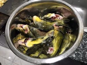 搞得定刁嘴岳父大人的酸辣黃辣丁（昂刺魚）—-貴州酸辣口