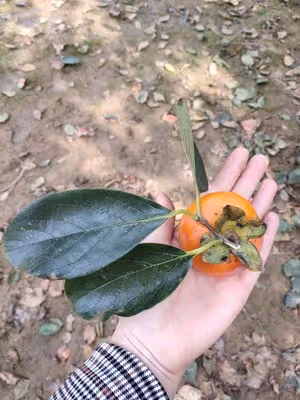 澀柿子變甜柿子(超簡單的方法)