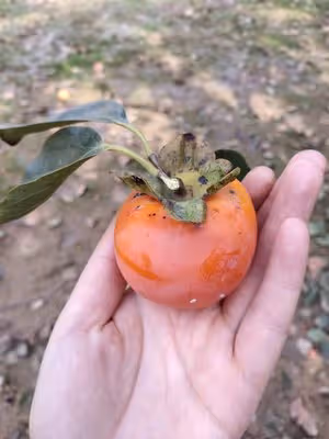 澀柿子變甜柿子(超簡單的方法)