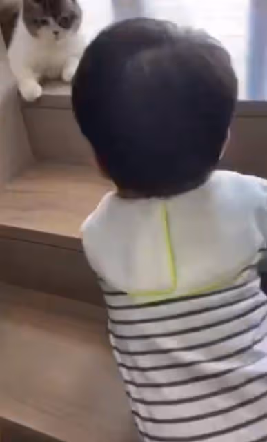 安以軒曬「用兒子擊退小三」,小66爬樓梯追貓貓,動作超萌超可愛