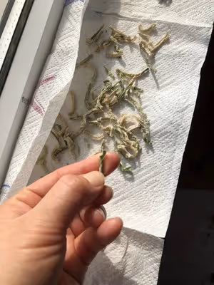 青蘿蔔乾鹹菜（朝鮮族特色下飯菜）
