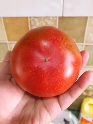 番茄麵皮湯🍅小時候的味道