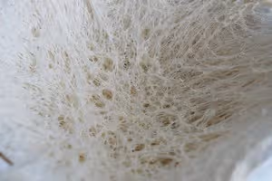 蜂蜜百香果乳酪吐司｜100%中種法