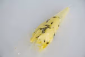 蜂蜜百香果乳酪吐司｜100%中種法