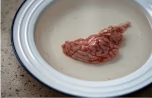 川味烤腦花