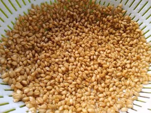 自製麥芽糖