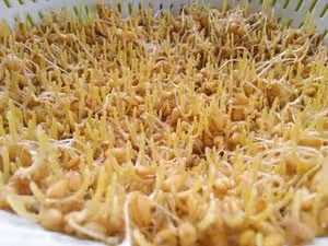 自製麥芽糖