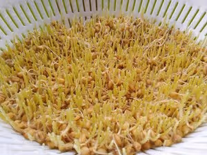 自製麥芽糖