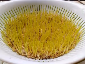 自製麥芽糖