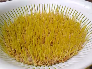 自製麥芽糖