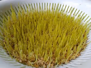 自製麥芽糖