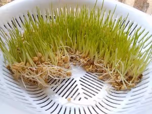 自製麥芽糖