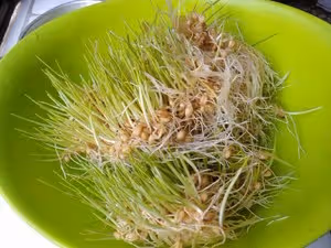 自製麥芽糖