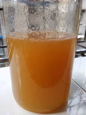 自製麥芽糖