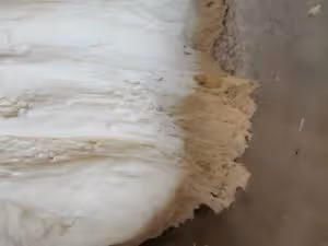 放了這種油才好吃的粉絲素包