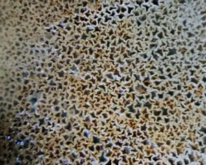 魯西南棗莊白粥豆粥糊粥
