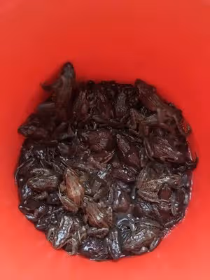 蛤蟆燉土豆