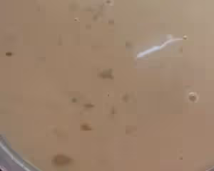 廣式馬蹄糕Q彈爽口一次成功