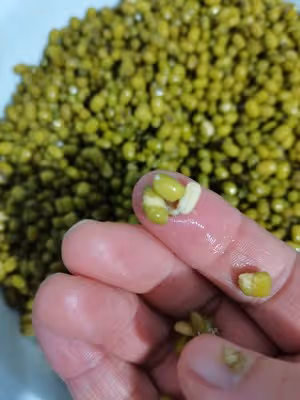 軟皮低糖綠豆餅