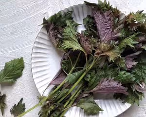 【紫蘇燜鴨】超級美味的下飯菜