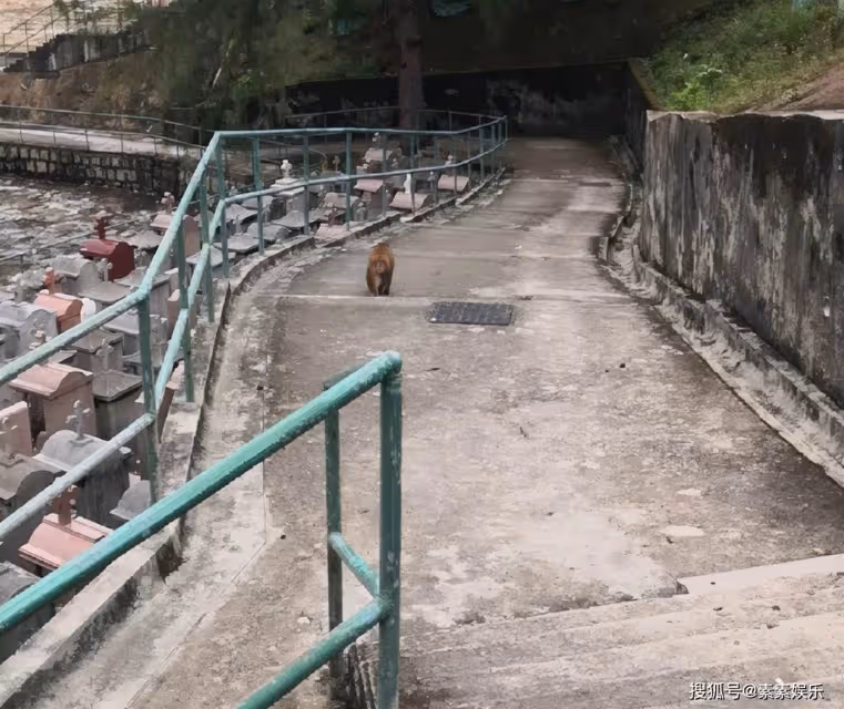 藍潔瑛離世4年，墓地擺滿鮮花可樂，全靠一群人定期清掃，對他們而言：藍姐彷彿沒離開過.
