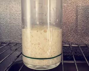 魯邦種法國老面
