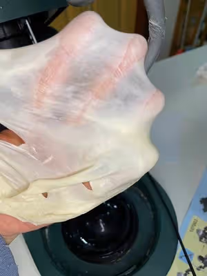 咸吐司的天花板‼️超多料培根芝士吐司🥓