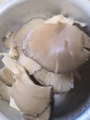 干炸蘑菇（超簡單隔餐不軟趴做法，香酥到沒朋友）