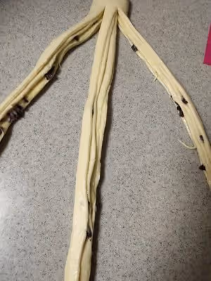 淡奶油煉乳手撕包（一發）
