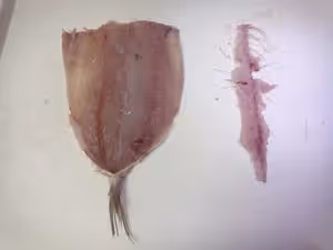 早餐快手菜 — 開片鹽烤青占魚