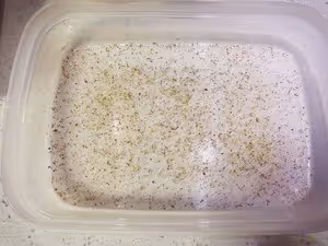 早餐快手菜 — 開片鹽烤青占魚