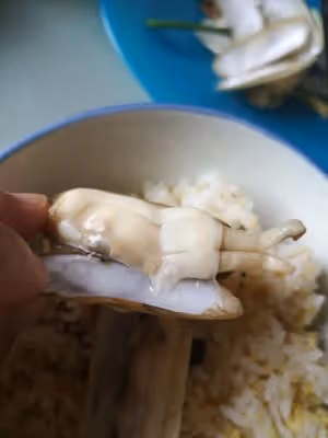 插蟶 因為姿勢而美味
