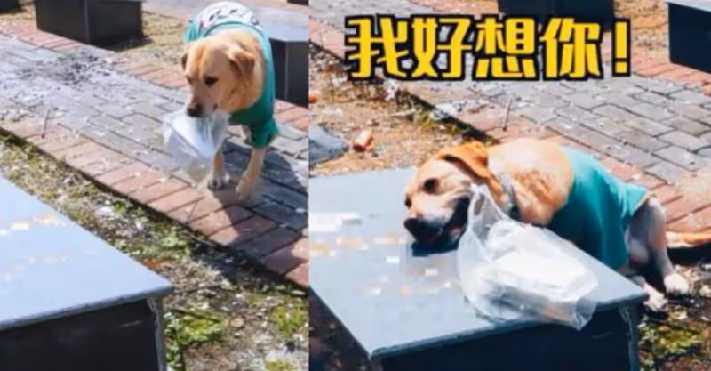 一條狗到墓地給爺爺送清明果，趴在墓碑上不願離去，汪：偶好想你