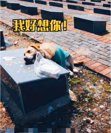 一條狗到墓地給爺爺送清明果，趴在墓碑上不願離去，汪：偶好想你