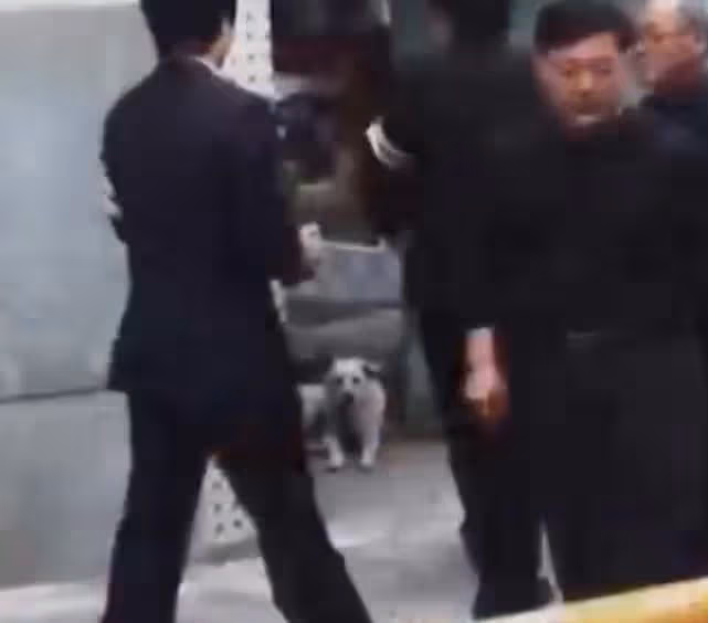 一條狗到墓地給爺爺送清明果，趴在墓碑上不願離去，汪：偶好想你
