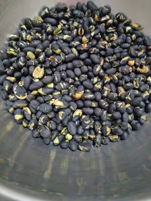 黑豆磨牙零食