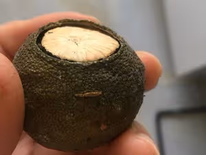 超入味的五香茶葉蛋—內附詳細技巧