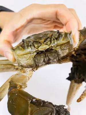 清蒸大閘蟹（一般人第一步就錯了）
