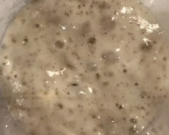 天然酵母喂養篇