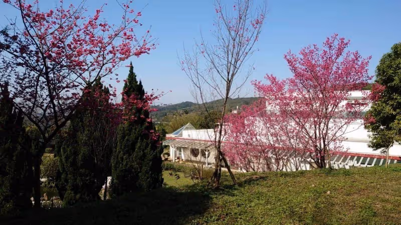 砸1個億當農婦！69歲甄妮曝「龍潭萬坪農場」養老生活：聞泥土味、養鵝鴨、卸華衣「巨星變農場主」笑得超開心