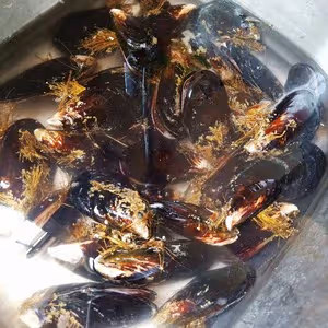 清蒸肥美青口/海虹-配處理方法