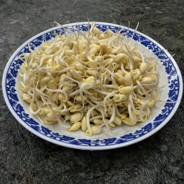 茶壺生黃豆芽
