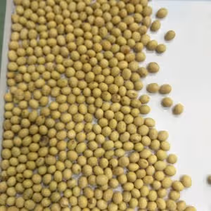 茶壺生黃豆芽