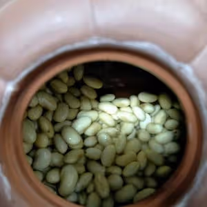 茶壺生黃豆芽
